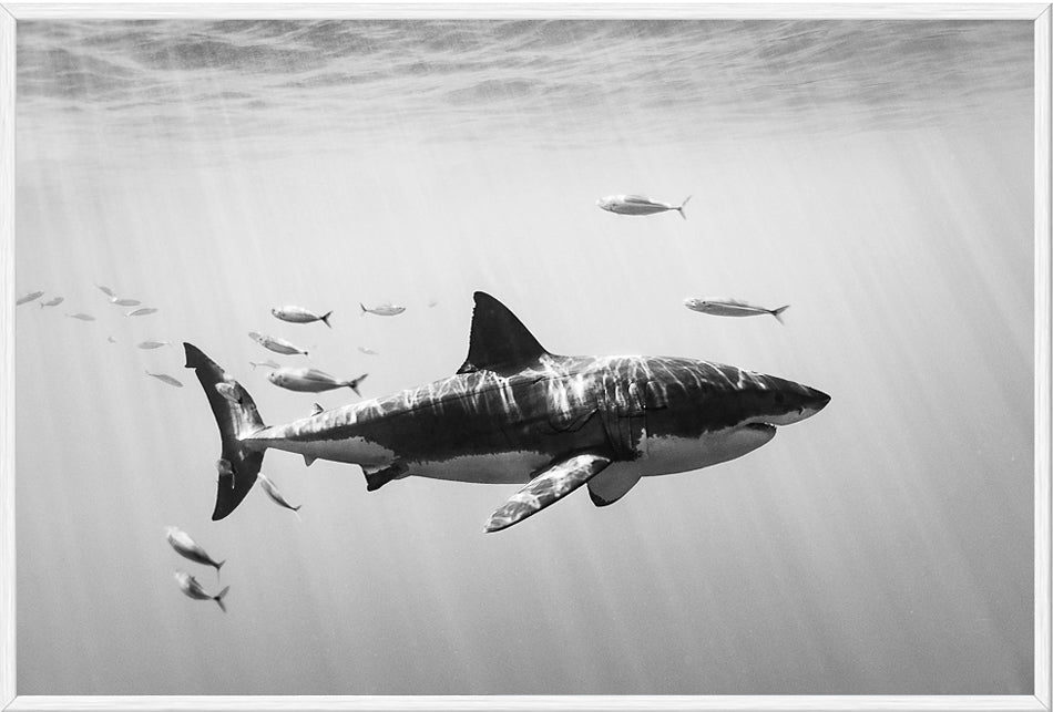 Great Whites Of Guadalupe II