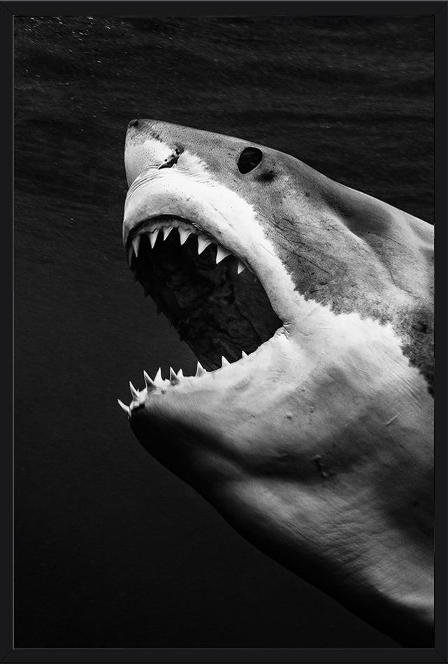 Great Whites Of Guadalupe III