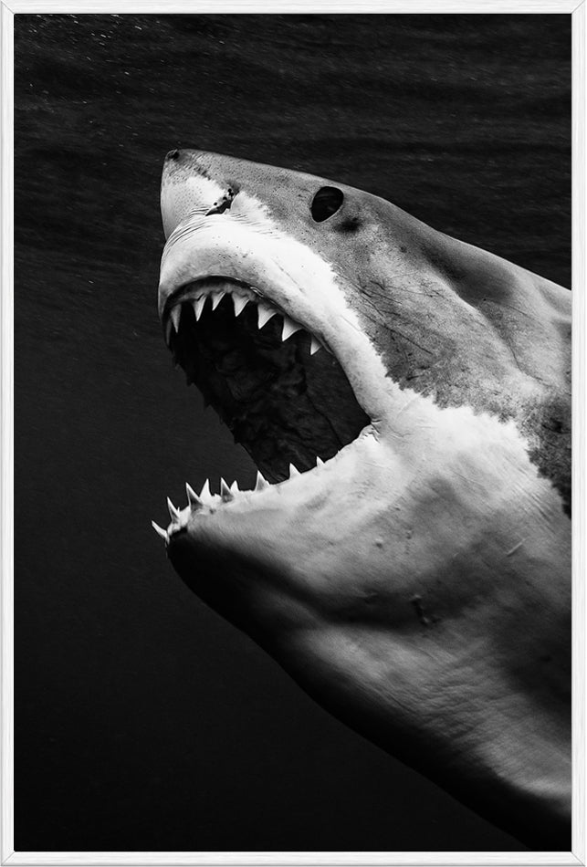 Great Whites Of Guadalupe III