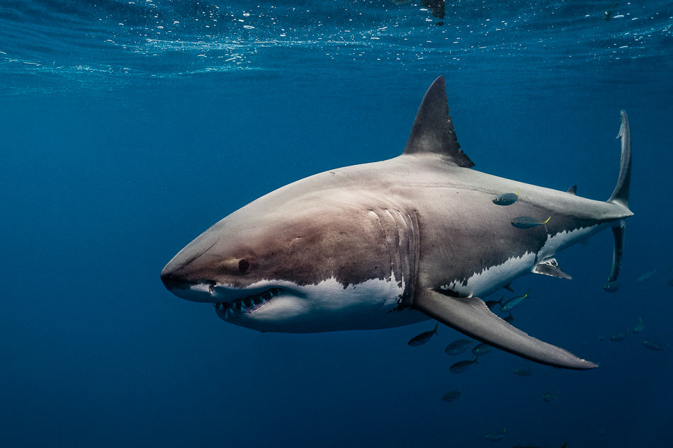 Great Whites Of Guadalupe I