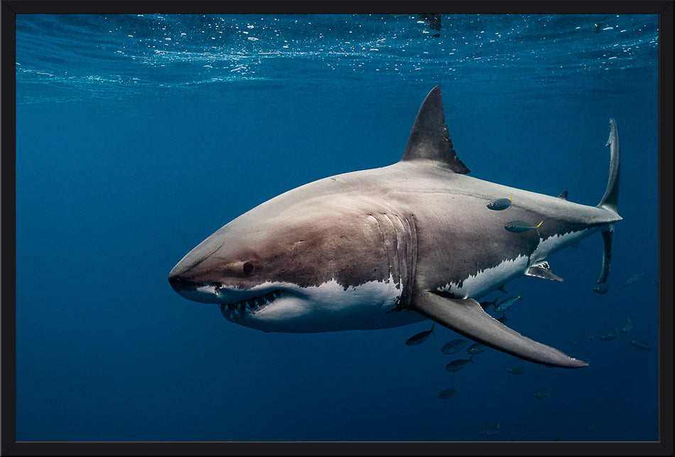 Great Whites Of Guadalupe I