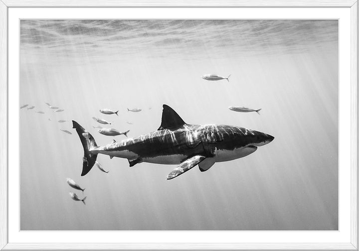 Great Whites Of Guadalupe II