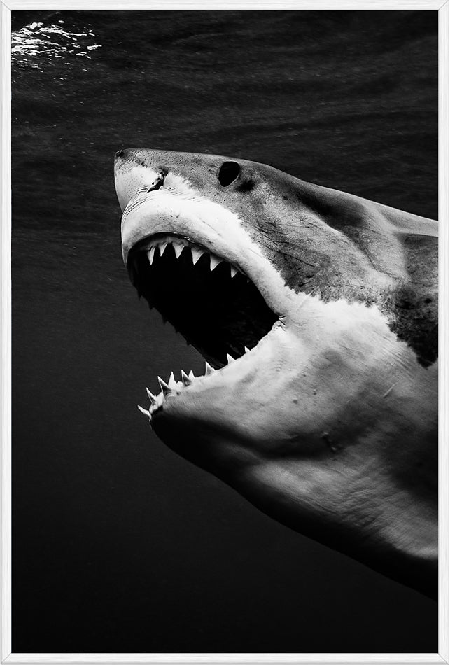 Great Whites Of Guadalupe III