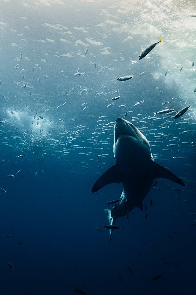Great Whites Of Guadalupe IV