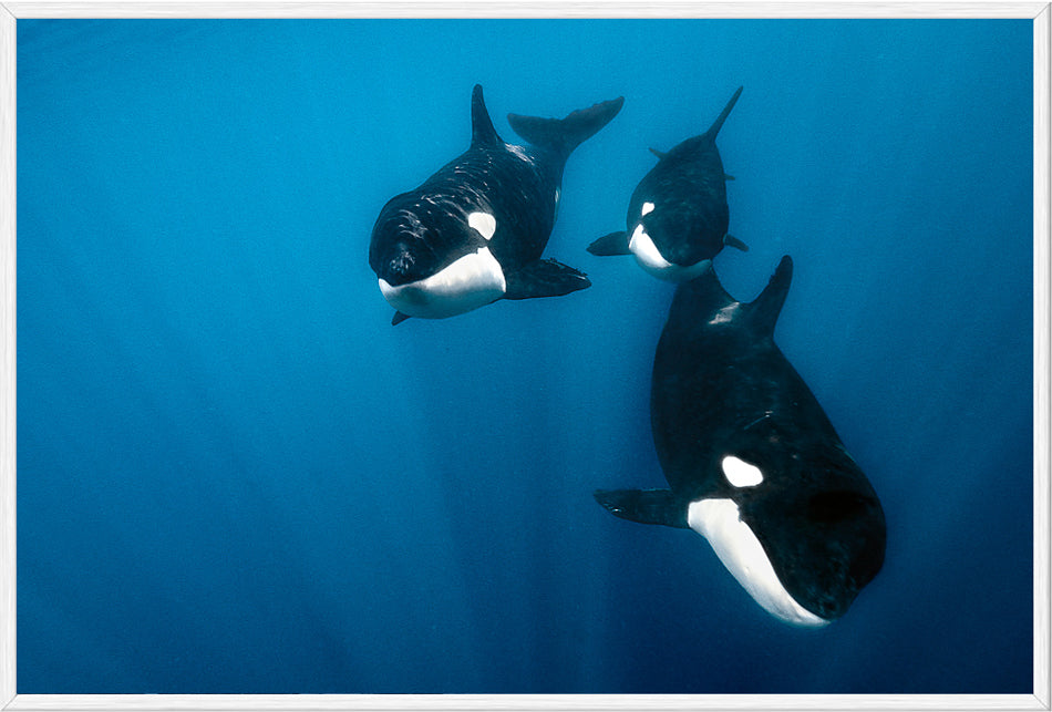 Curious Orcas I