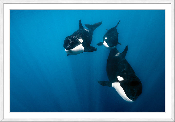 Curious Orcas I