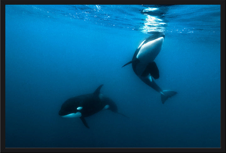 Curious Orcas II